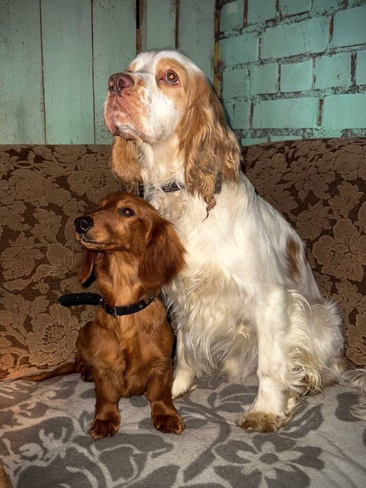 Оставившую на морозе больше 20 собак чиновницу уволили в Псковской области