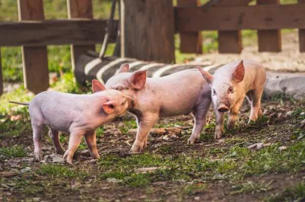 Добавка клетчатки супоросным свиноматкам приносит пользу
