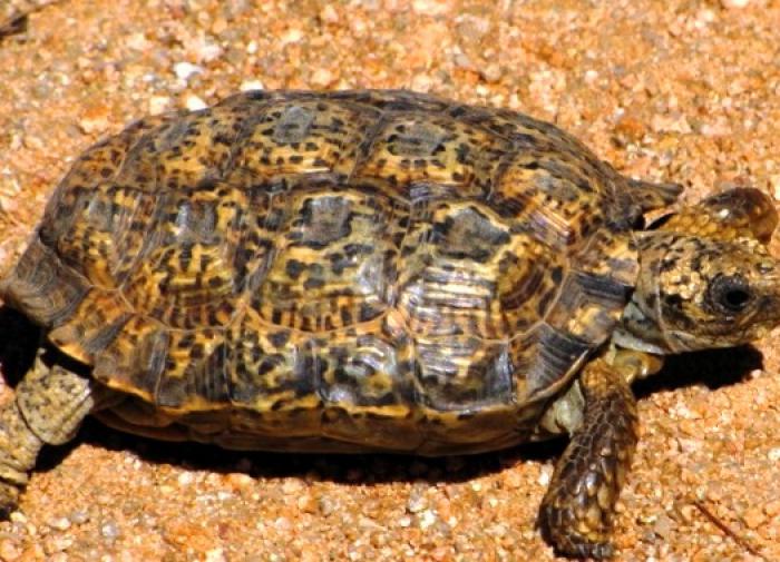 Галапагосские черепахи продолжают глотать пластик, несмотря на запрет